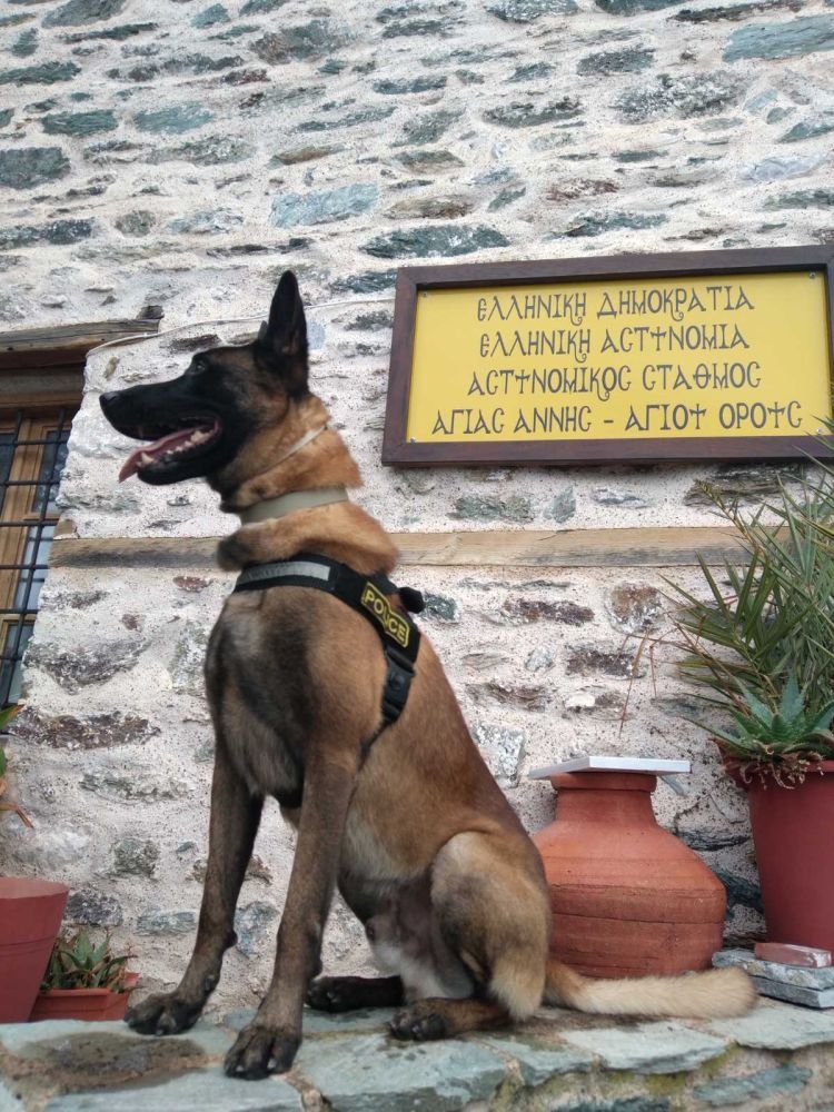 Η ενασχόληση του Όσκαρ με την ελληνική αστυνομία ξεκίνησε στα δυο του χρόνια, τότε ήταν που μπήκε στην υπηρεσία ως σκύλος περιπολίας