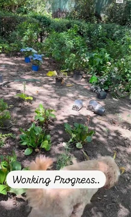 Η εκτεταμένη πίσω αυλή έχει πολλά δέντρα και έναν φράχτη προστασίας