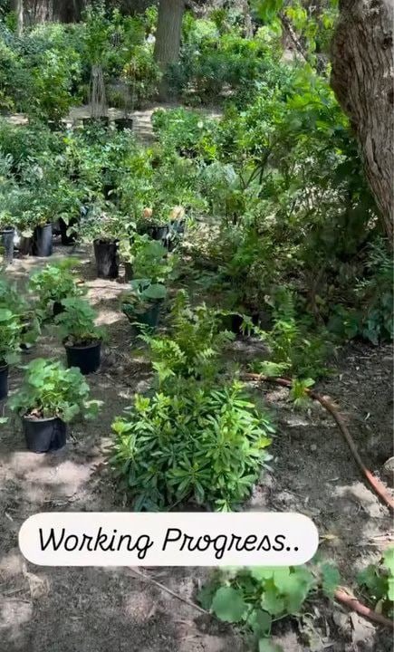 Η Alejandra έχει αρκετούς θάμνους και λουλούδια να φυτέψει