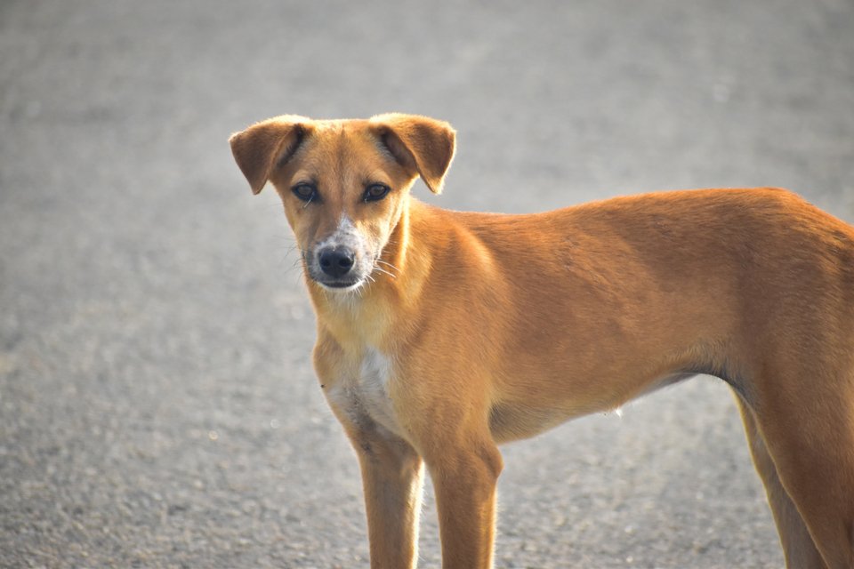 Oικόσιτος σκύλος (Canis lupus familiaris) / Shutterstock