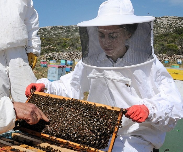 Επιθεώρηση Κηρήθρας στο Μελισσοκομείο