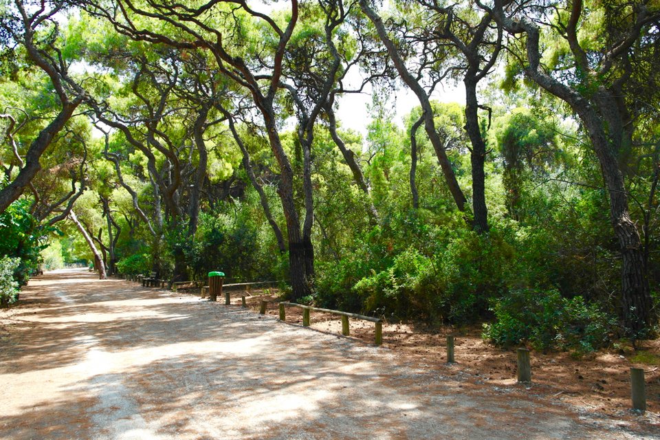 Αισθητικό δάσος Πευκιά / Φωτογραφία: Shutterstock