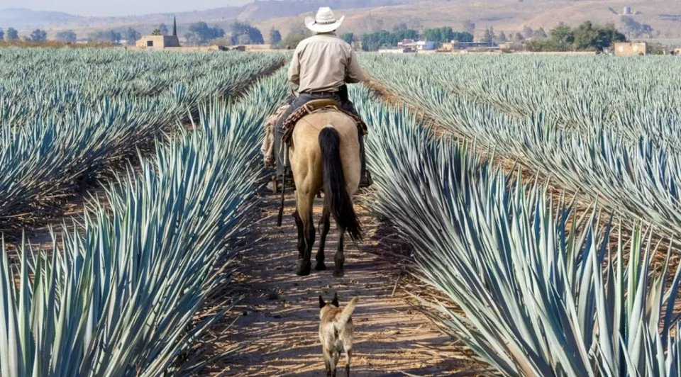 Μην παραλείψετε να επισκεφθείτε το Museo Nacional del Tequila (MUNAT). Εκεί παρουσιάζεται η ιστορία της τεκίλας και η σημασία της παραγωγής της στην οικονομία της περιοχής / SHUTTERSTOCK