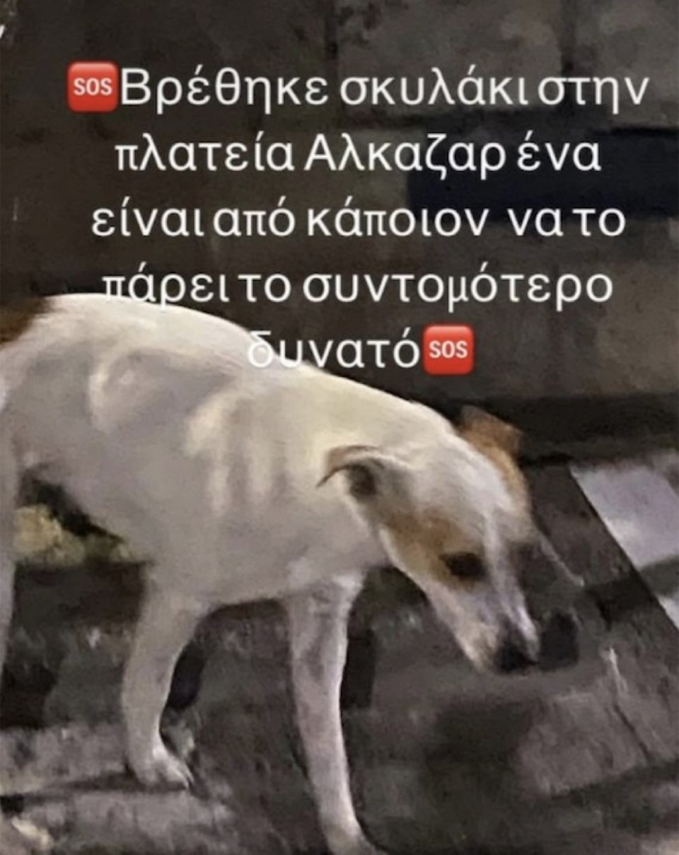 Η προσπάθεια αναζήτησης του ιδιοκτήτη του σκύλου / Φωτογραφία: onlarisa