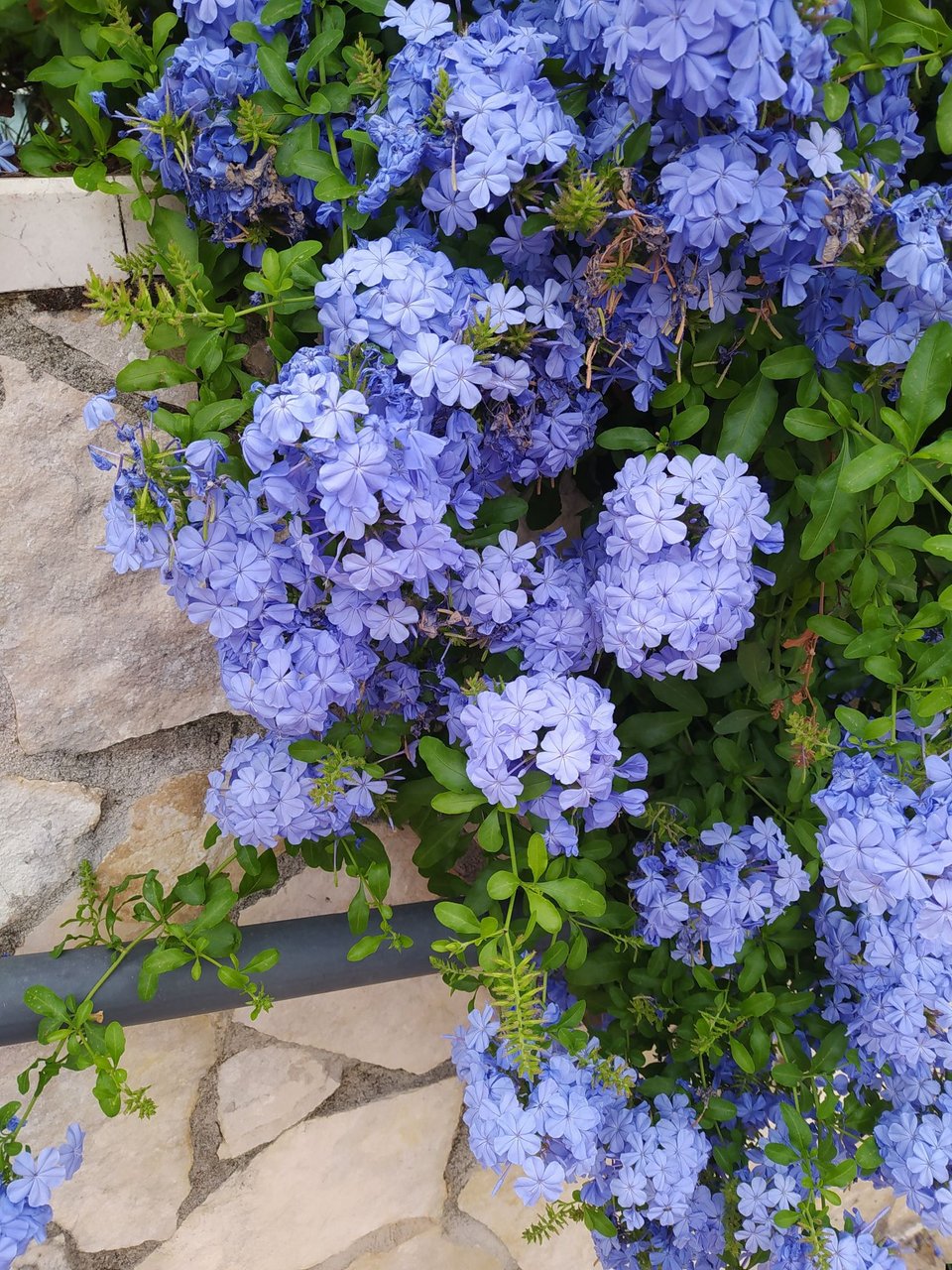 Μπλε Γιασεμί