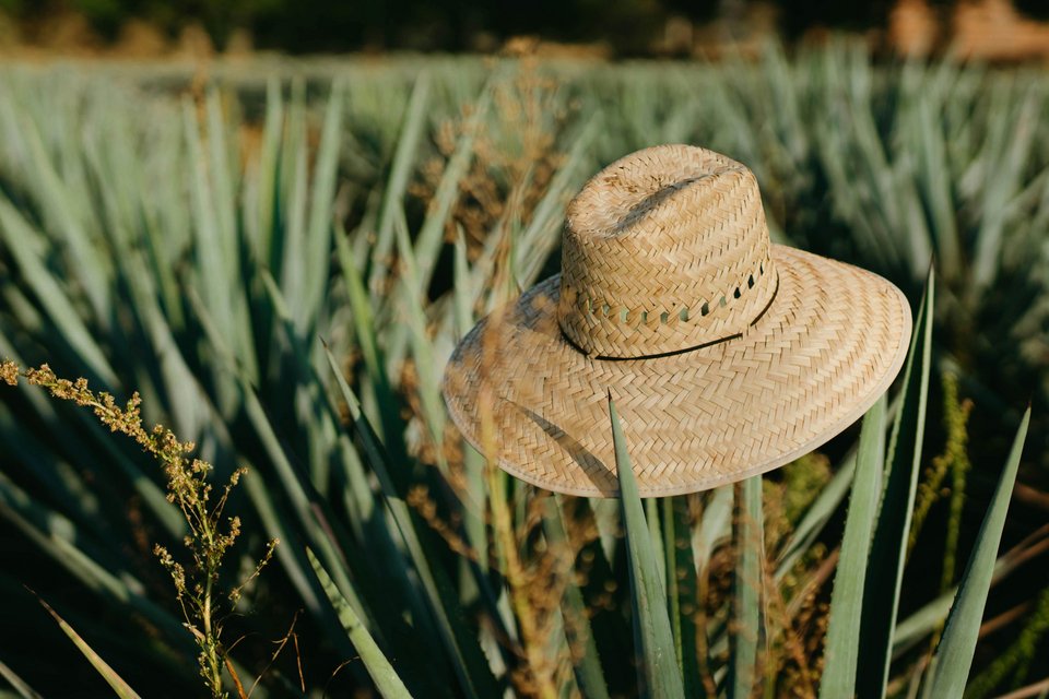 Η πόλη Tequila (ναι, υπάρχει πραγματικά μια πόλη με αυτό το όνομα) βρίσκεται περίπου 60 χλμ. δυτικά της Γκουανταλαχάρα, της δεύτερης μεγαλύτερης πόλης του Μεξικού / SHUTTERSTOCK