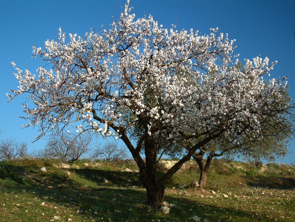 Κάποιοι λένε ότι οι πρώτοι σπόροι έφτασαν εδώ από την Ελλάδα, άλλοι από την Ανατολή, μέσω Φοινίκων εμπόρων.