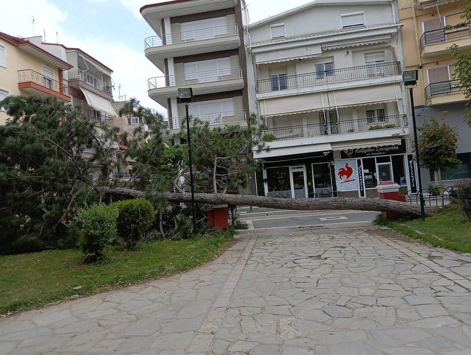 Πτώση δέντρου στην Πτολεμαϊδα