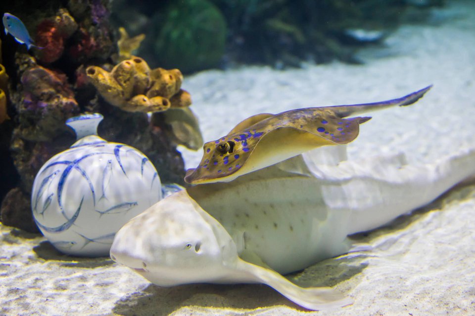 Fish & Olive Gallery
