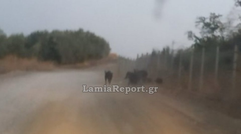 Φωτογραφία: lamiareport.gr