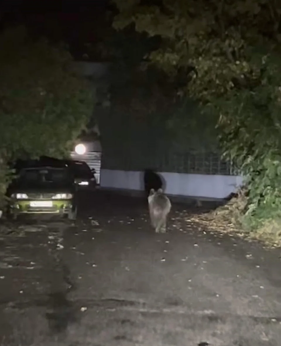 Η εμφάνιση της αρκούδας αναστάτωσε τους κατοίκους των Τρικάλων