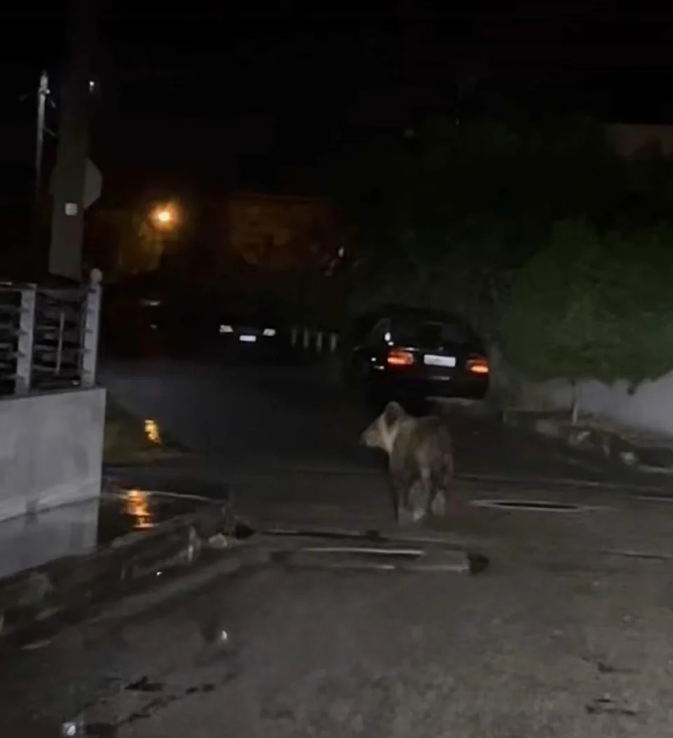 Η νεαρή αρκούδα εμφανίστηκε τα ξημερώματα του Σαββάτου στα Τρίκαλα