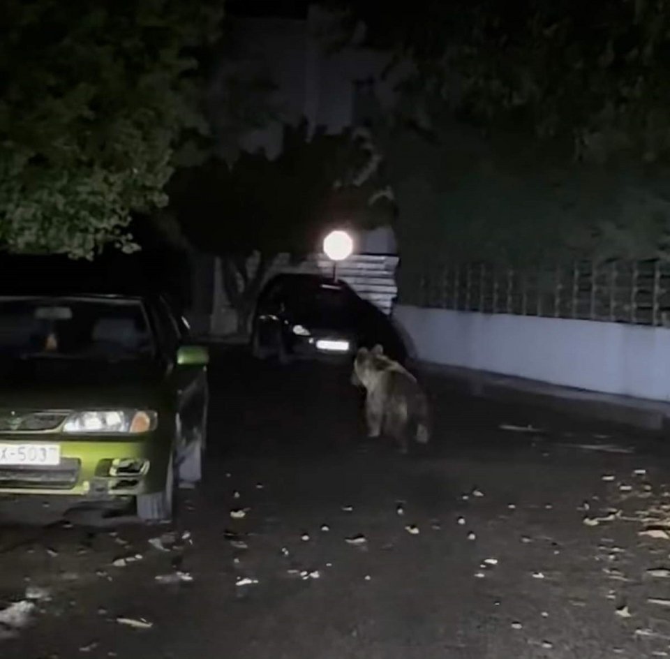 Σε επιφυλακή Πυροσβεστική και αστυνομία στα Τρίκαλα μετά την εμφάνιση νεαρής αρκούδας