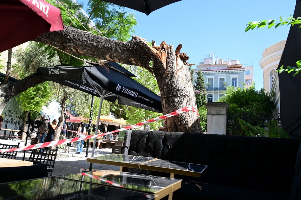 Δέντρο έπεσε πάνω σε πολίτες
