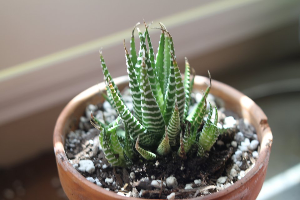 Το φυτό «ζέβρα» Haworthiopsis attenuata
