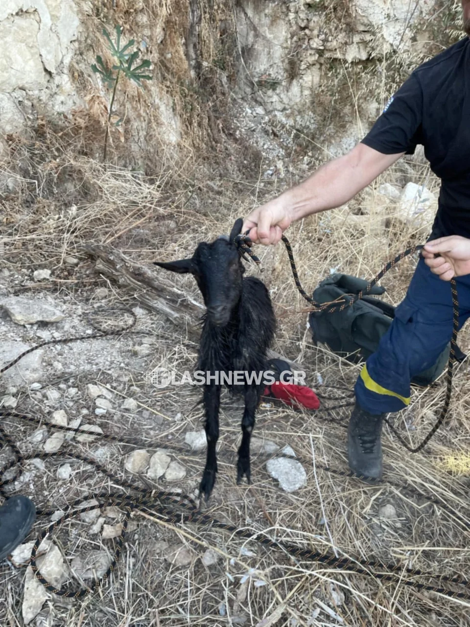 Οι πυροσβέστες ανέσυραν το κατσικάκι σώο και το παρέδωσαν στον ιδιοκτήτη του