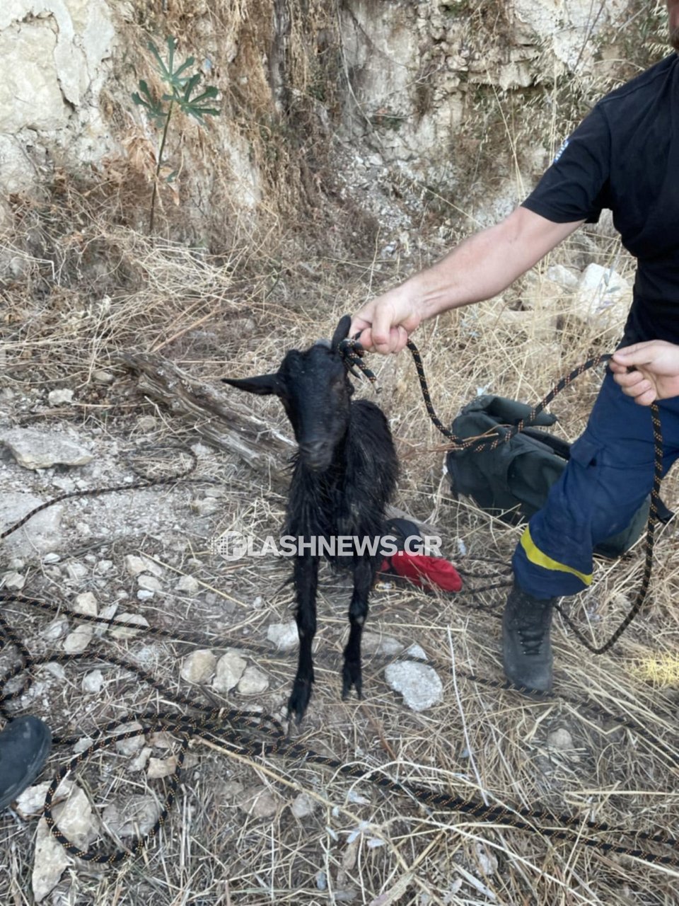 Οι πυροσβέστες ανέσυραν το κατσικάκι σώο και το παρέδωσαν στον ιδιοκτήτη του