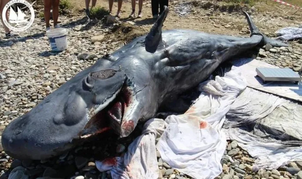 Ξεβράστηκε νεκρή νεαρή φάλαινα φυσητήρας στη Σάμο