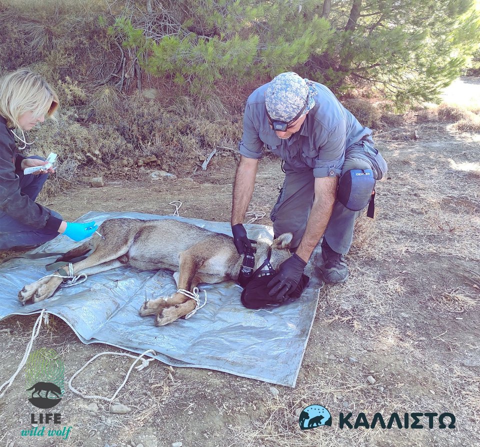 Τοποθέτηση δορυφορικών πομπών σε λύκους στην Πάρνηθα από την «Καλλιστώ»
