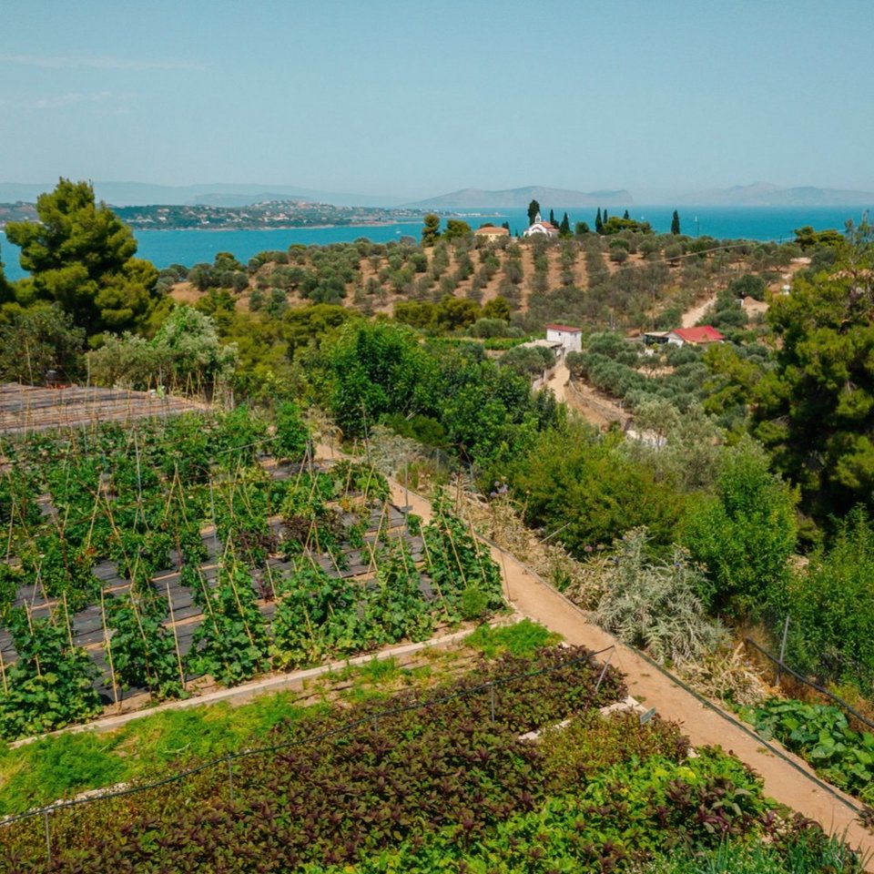Τμήμα από το εύφορο μποστάνι του Poseidonion Grand Hotel. 