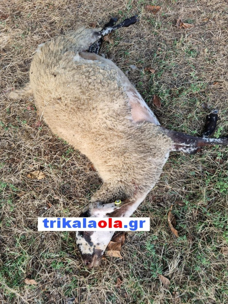 Πρόβατο χτυπημένο από άγρια ζώα στα Τρίκαλα