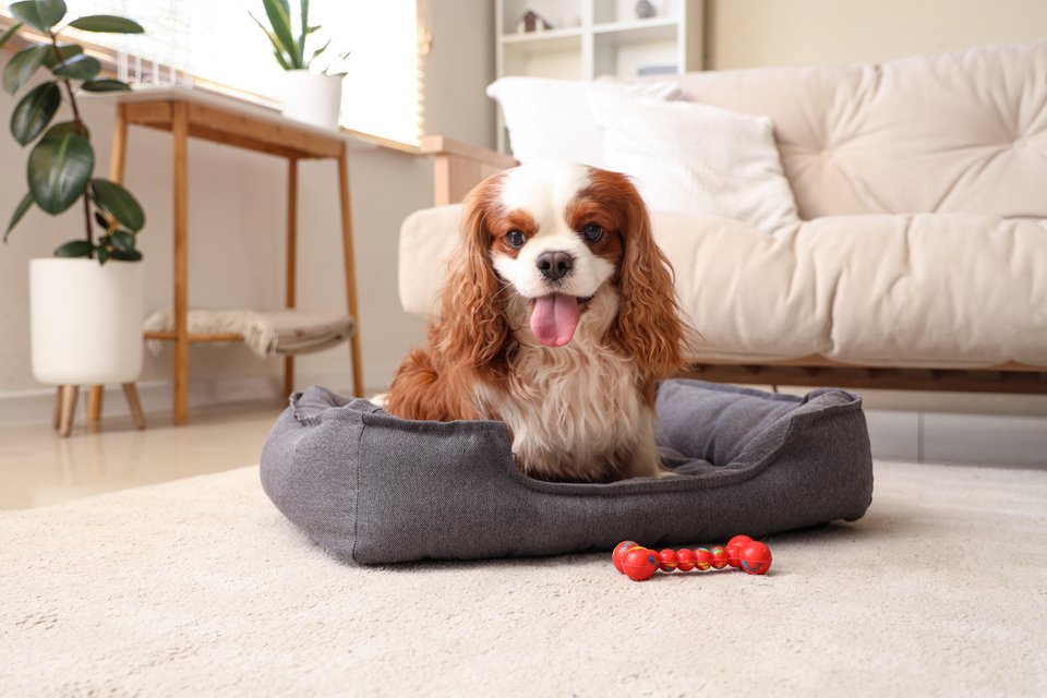 King Charles Cavalier