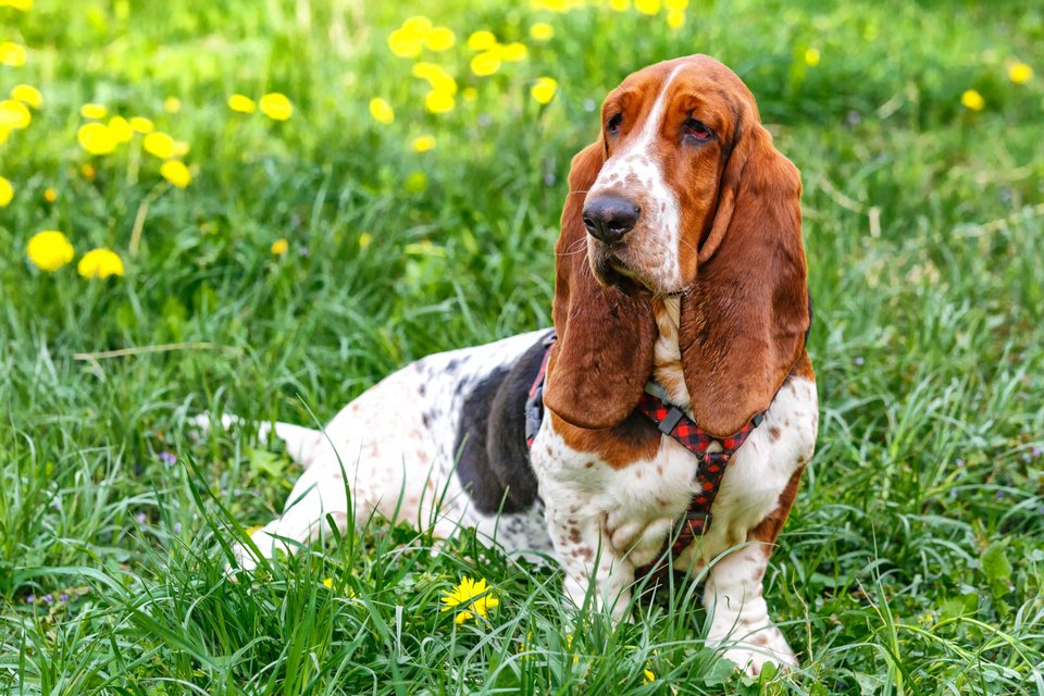 Basset Hound
