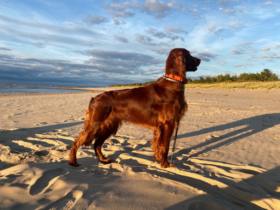 Μεγαλοπρεπής Irish Setter