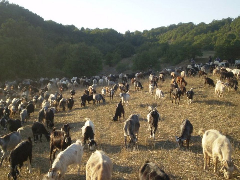 Μετακινούμενη κτηνοτροφία