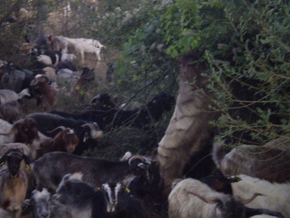Τα ζώα έχουν μνήμη πιο δυνατή από τους ανθρώπους, μας σημειώνει ο κ. Μπαϊρακτάρης και εξηγεί, «θυμούνται κάθε πέρασμα, κάθε στροφή»
