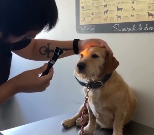 Μετά από μια οφθαλμολογική εξέταση αποκαλύφθηκε ότι ο σκύλος  δεν ήταν τυφλός, στην πραγματικότητα είχε τέλεια όραση