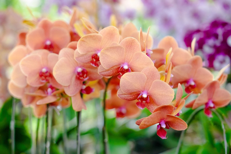 Πορτοκαλί ανθισμένη ορχιδέα