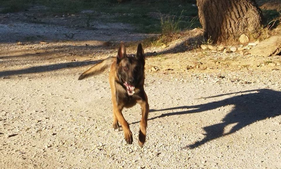 Ο Echo, o σκύλος «ντετέκτιβ» της ομάδας Anubis / Φωτογραφία: Facebook