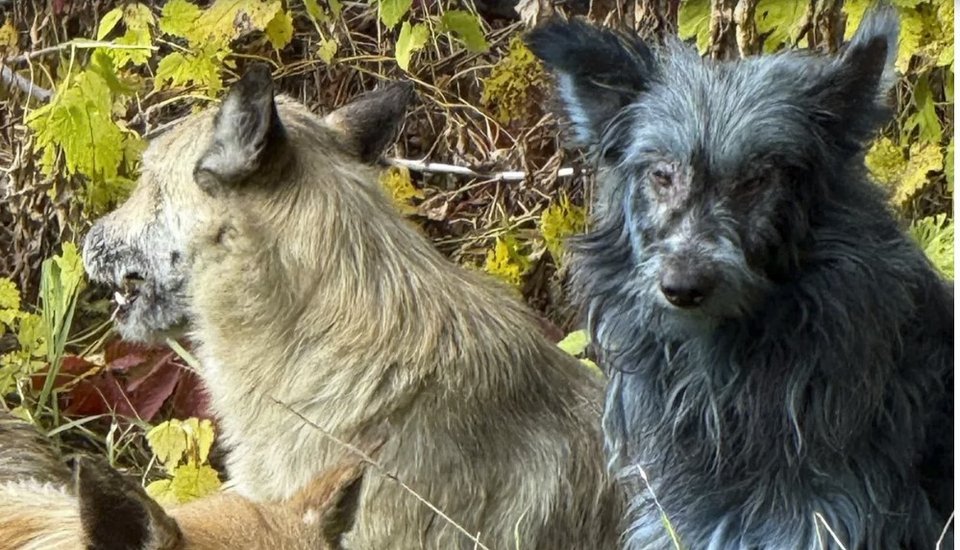 Mια ομάδα ειδικών και εθελοντών δραστηριοποιείται εδώ και χρόνια στην περιοχή, με σκοπό τη στείρωση, παρακολούθηση και φροντίδα των εκατοντάδων ημί-άγριων σκύλων / Dogs of Chernobyl 