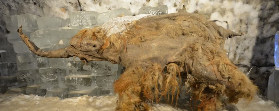 Μέσα από το RNA του Yuka, οι επιστήμονες μπόρεσαν να επιβεβαιώσουν το φύλο του ζώου – ήταν αρσενικό, παρά παλαιότερες υποθέσεις στηριγμένες στην εξωτερική μορφολογία / WIKIPEDIA