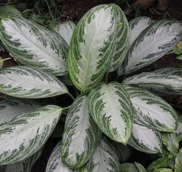 Φωτογραφία: Γεωπονικό κέντρο κήπου