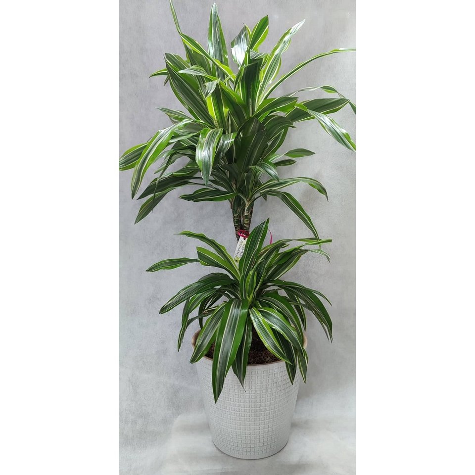 Φωτογραφία: Γεωπονικό κέντρο κήπου