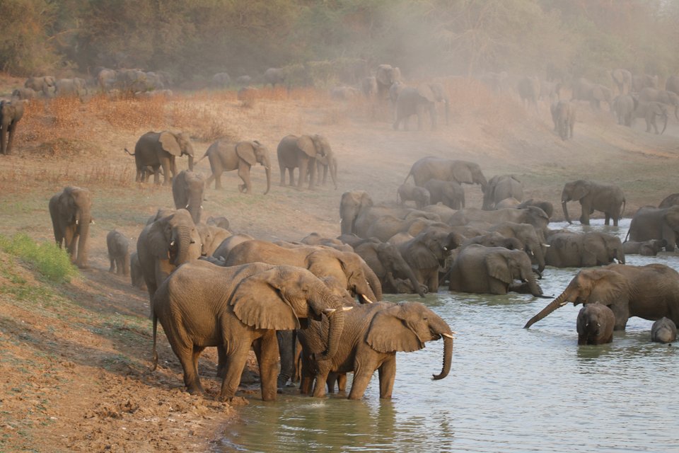 Ελέφαντες στο Εθνικό Πάρκο της Ζακούμε, στο Τσαντ / Shutterstock 