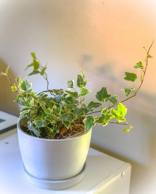 Φωτογραφία: Instagram