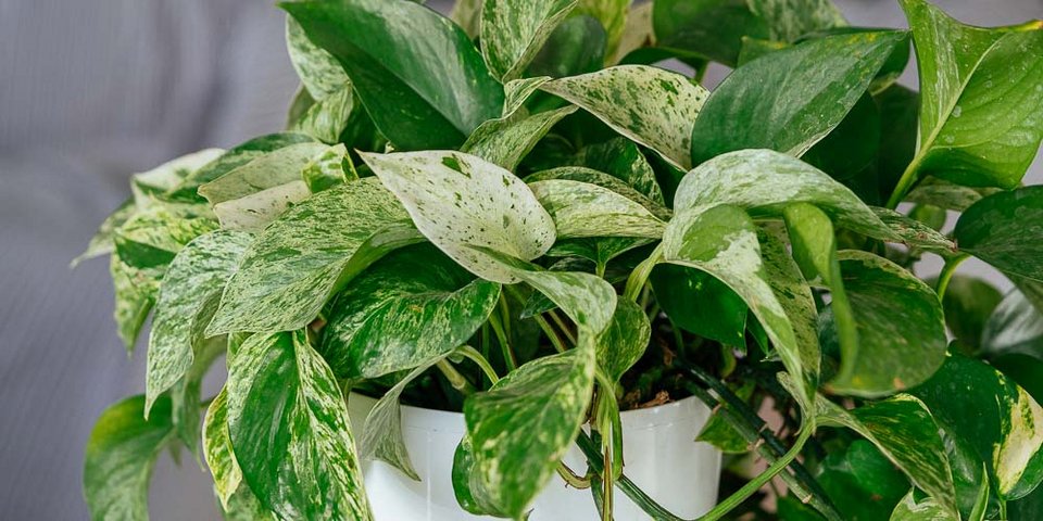 Φωτογραφία: Μυστικά του κήπου