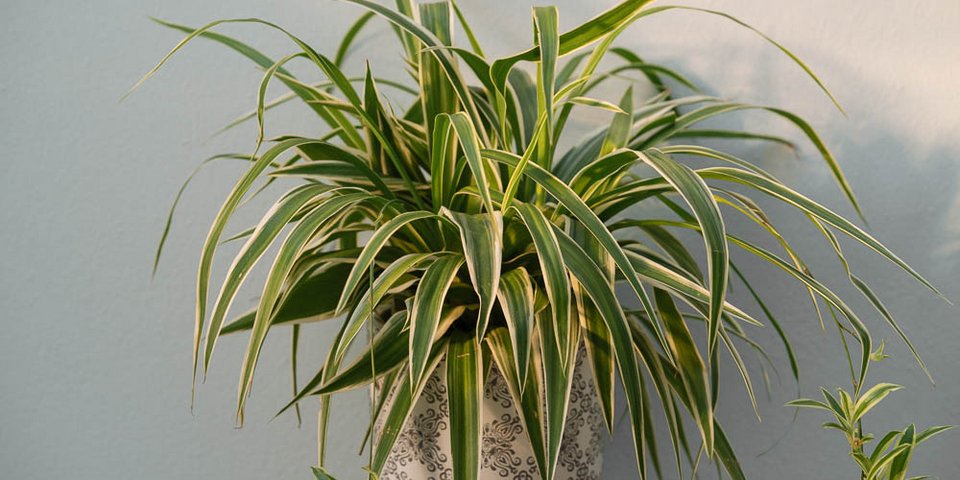 Φωτογραφία: Μυστικά του κήπου