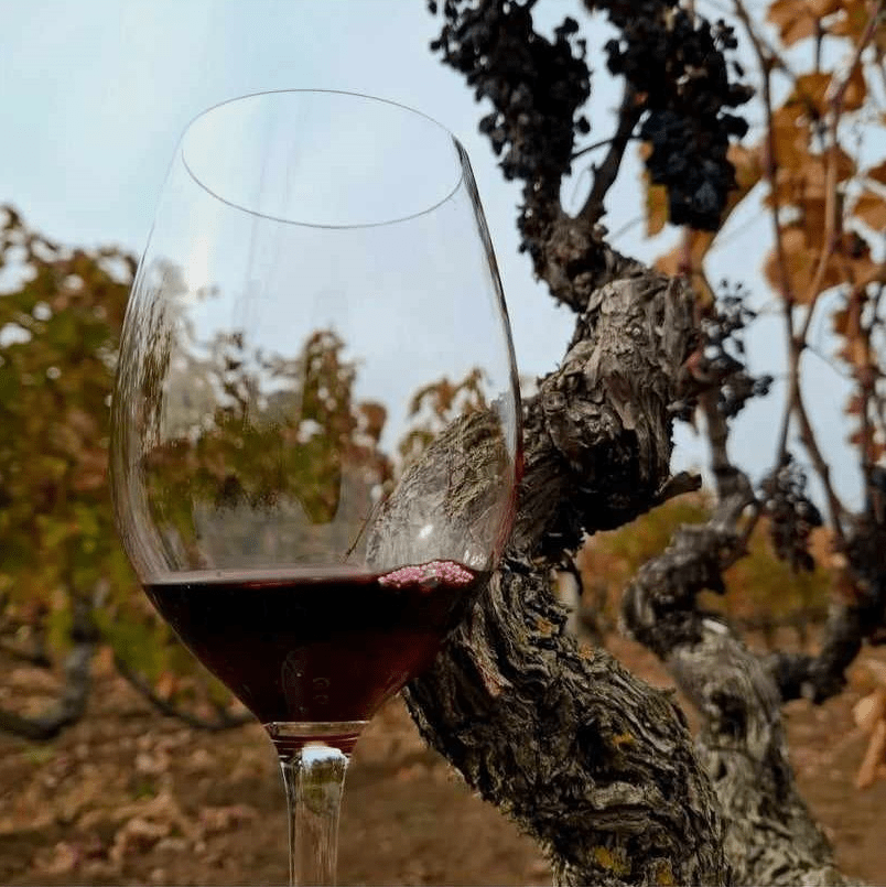 Την Κυριακή 9 Νοεμβρίου τα επισκέψιμα οινοποιεία των «Δρόμων του Κρασιού της Βορείου Ελλάδος», συμμετέχουν και φέτος στον εορτασμό της Παγκόσμιας Ημέρας Οινοτουρισμού 