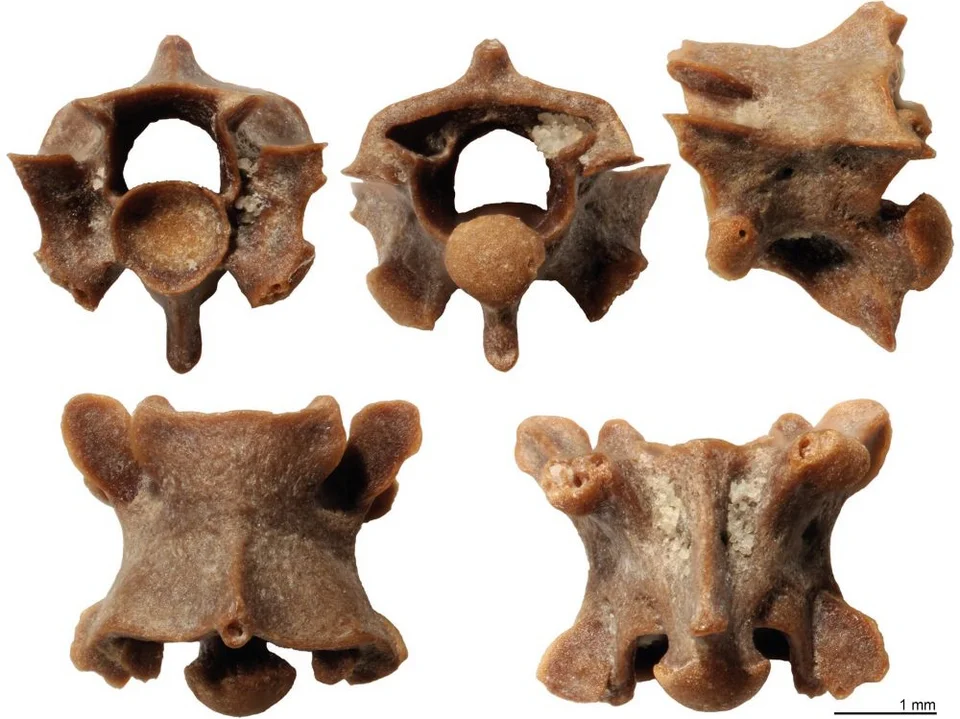 Απεικόνιση σπονδύλου του Παραδοξοφιδίου (Paradoxophidion)