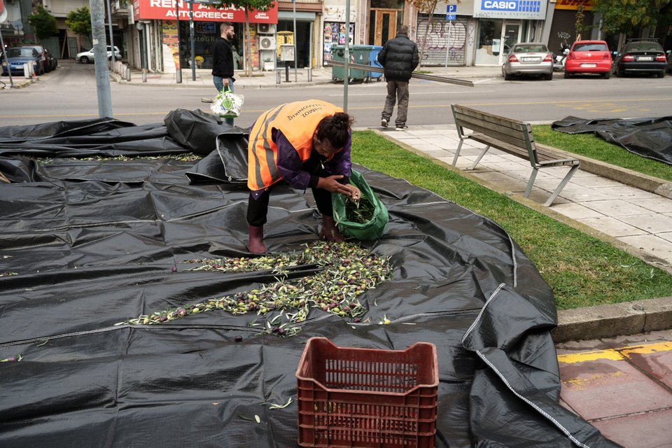 Θεσσαλονίκη, συγκομιδή ελιάς