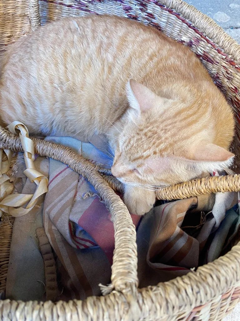 Μία από τις γάτες του Λεξικοπωλείου / Φωτογραφία: Μάνος Λειβαδάρος/iefimerida