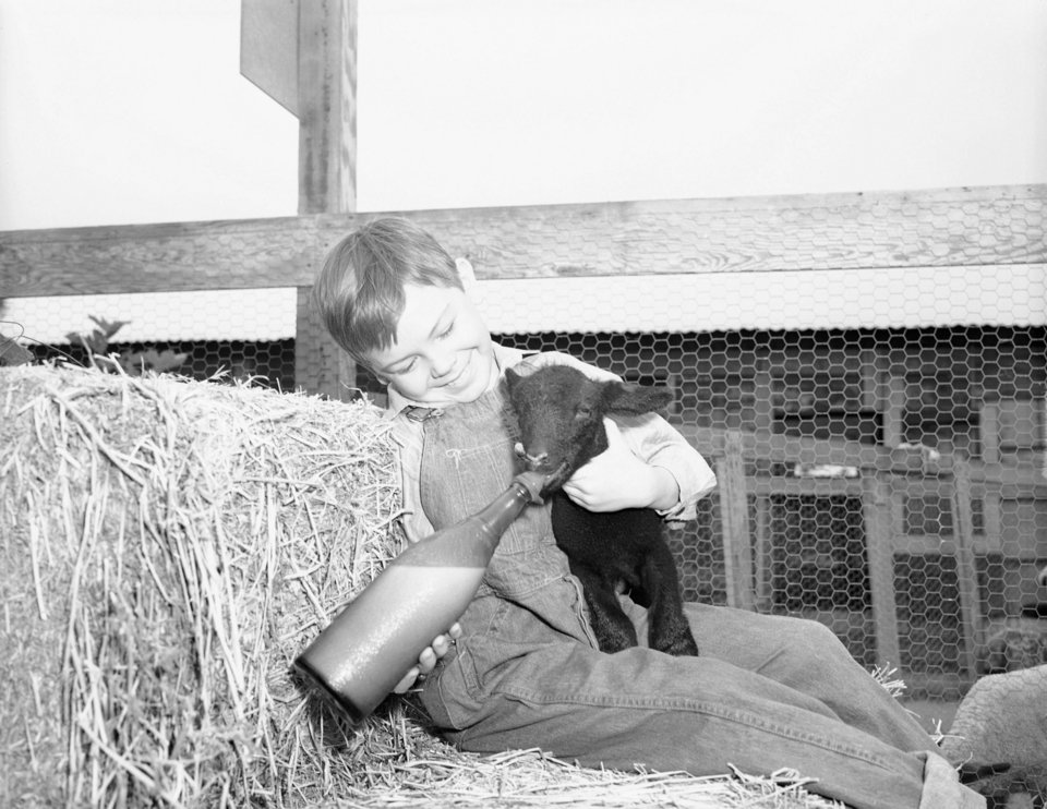 Ο μικρός Μπόμπι Ντρίσκολ ταΐζει ένα μαύρο αρνάκι