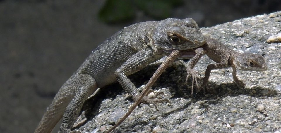Η εικόνα είναι σοκαριστική: ένα ζώο να τρώει τα ίδια του τα μικρά. Για  τον άνθρωπο μοιάζει με απόλυτη ανατροπή κάθε ενστίκτου φροντίδας. Για τη  φύση, όμως, δεν είναι ούτε σπάνιο ούτε παράλογο / ALAMY