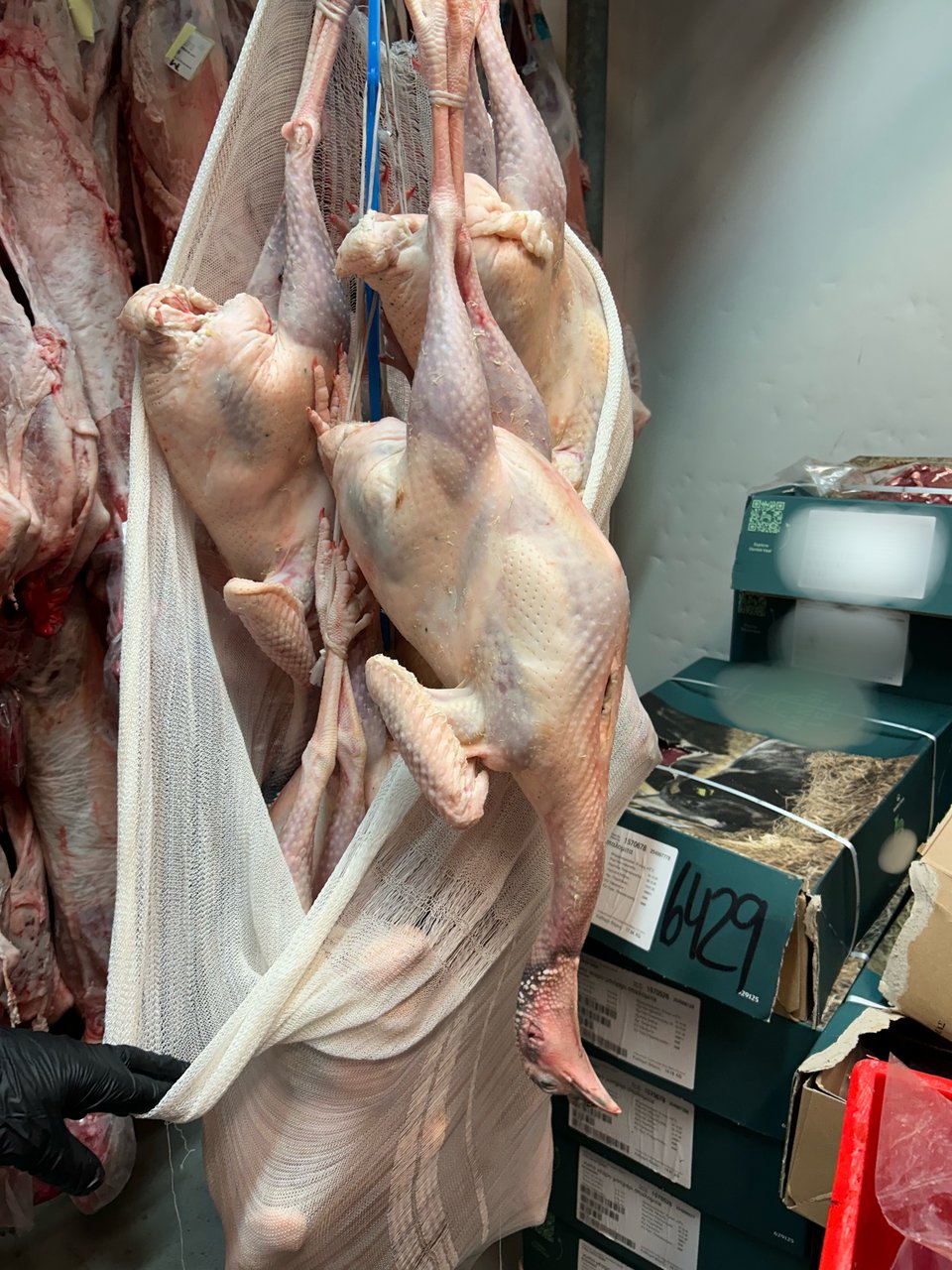 γαλοπούλες