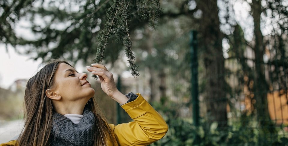 Πολλοί συνδέουν την ευεργετική επίδραση του πεύκου με την αρωματοθεραπεία και τα αιθέρια έλαια που περιέχουν / SHUTTERSTOCK
