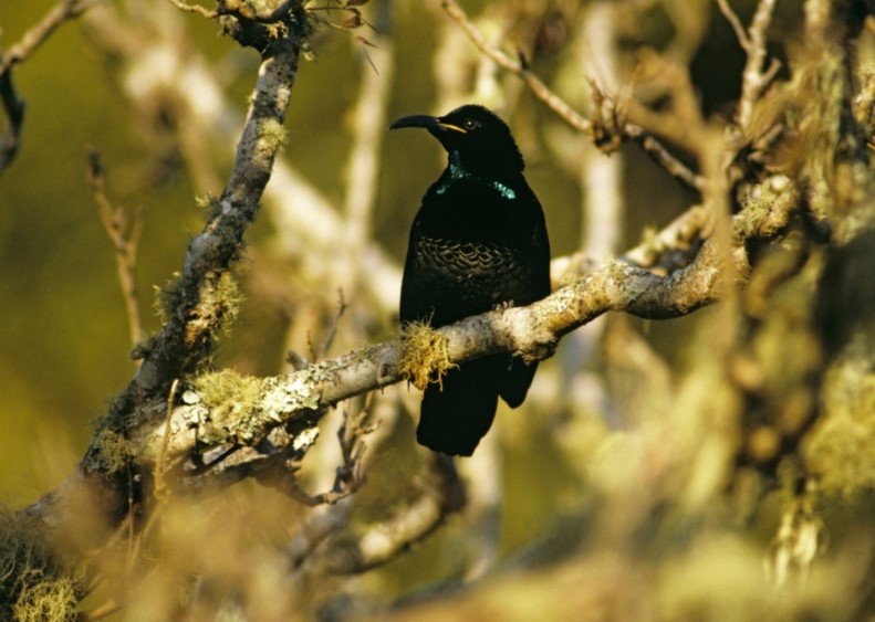 Το magnificent riflebird, μέλος της οικογένειας των birds-of-paradise σε Νέα Γουινέα και Αυστραλία, είναι ένα αρσενικό πουλί σχεδόν ολοκληρωτικά μαύρο / WIKIPEDIA